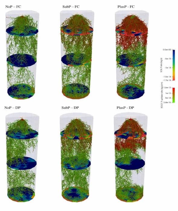 Modelling rice roots reveals how to pick up phosphorus