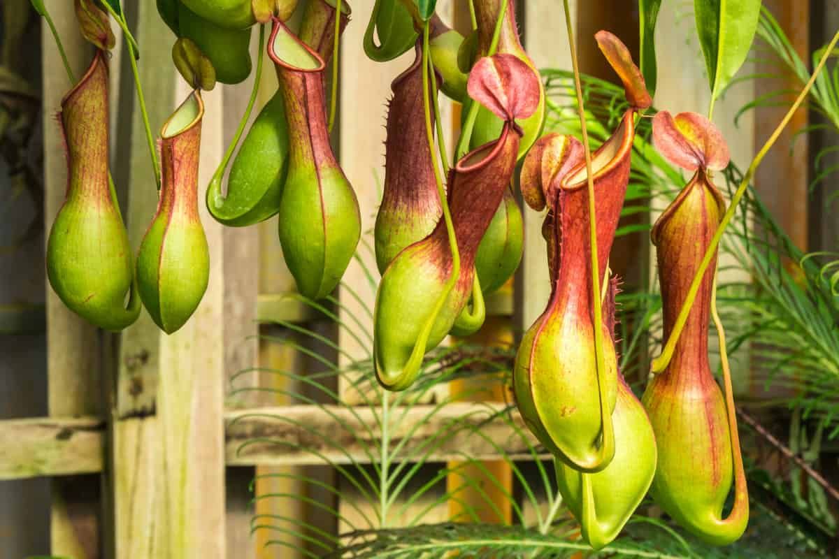 What happens to nutrients, after a carnivorous plant has digested its prey?