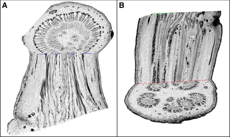 The strength of a stalk