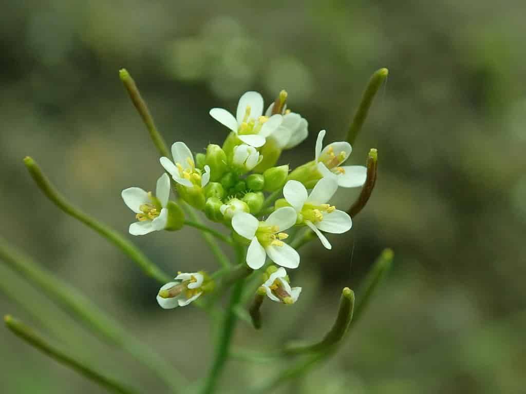 Global warming and earlier flowering: a thermogradient tunnel experiment