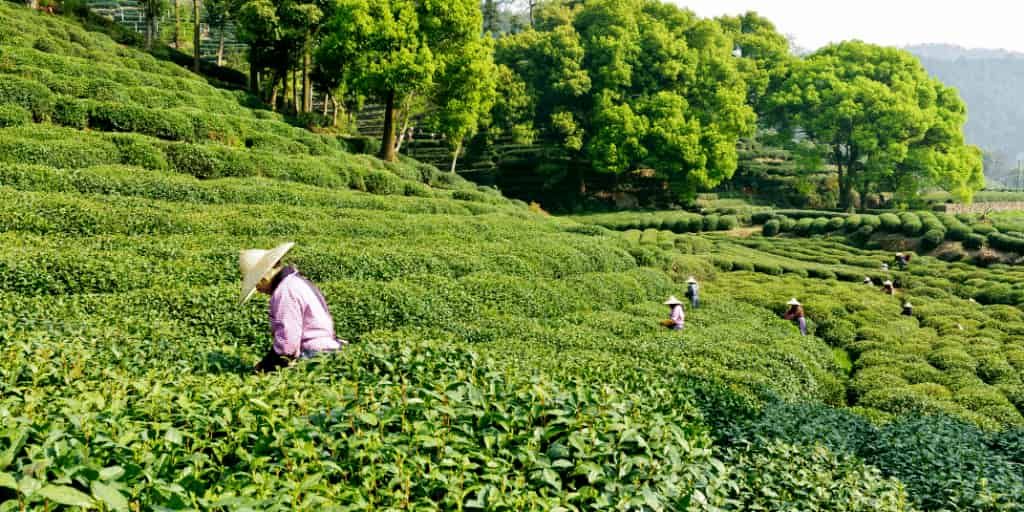 Two evolution pathways acted on the “genomic fossils” in the tea plant genus, Camillia