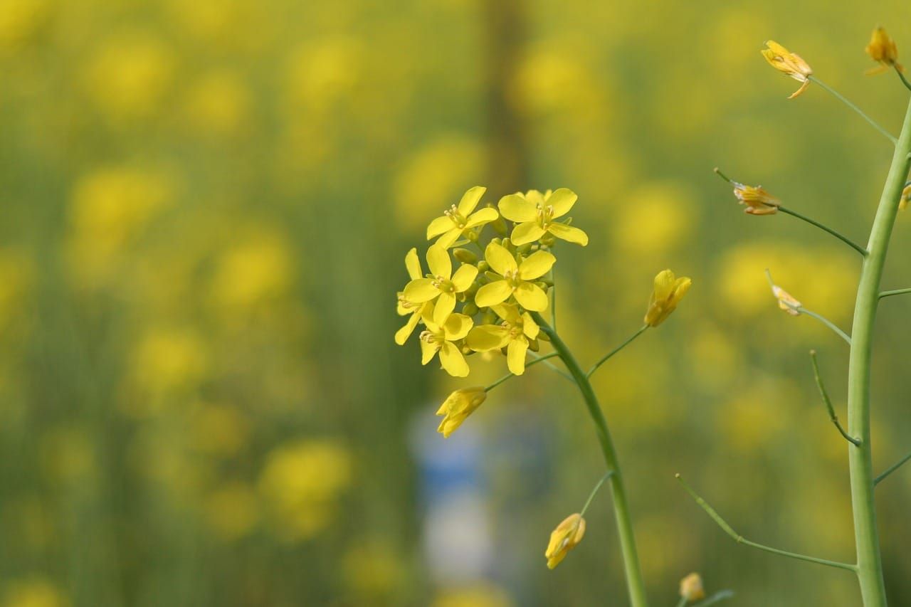 Below-ground plant competition alters attractiveness to pollinators