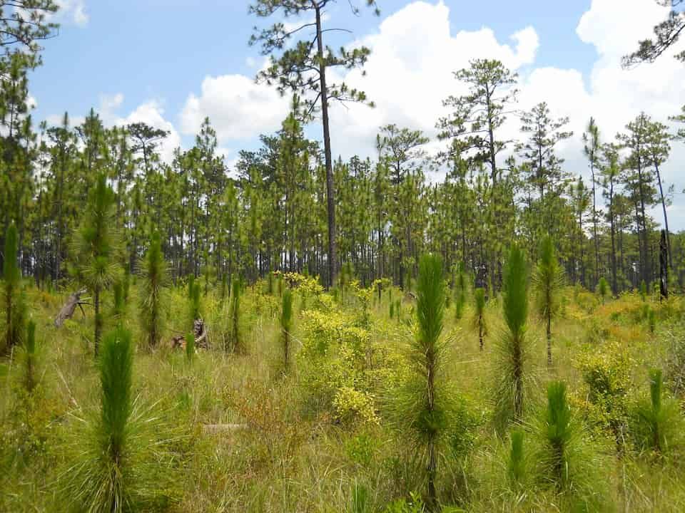 Burn it all down: leaf traits change more than species composition
