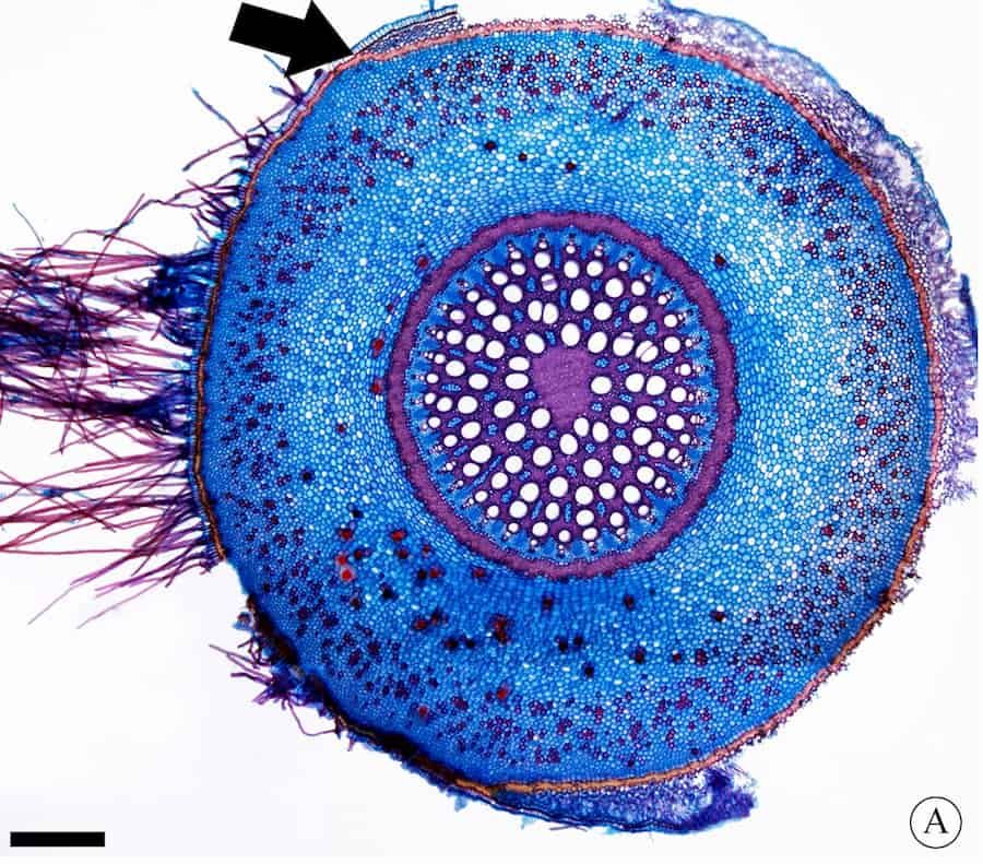 Aroid aerial roots answer new pressures with new morphology