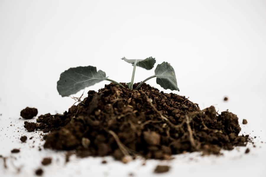 Invasive plants can homogenize soil pathogens