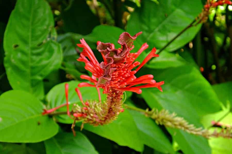 Nectar thieves prefer daylight robbery