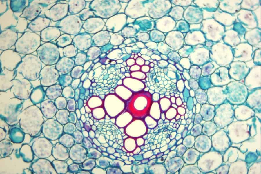 Woodiness only indirectly responsible for embolism resistance in Arabidopsis