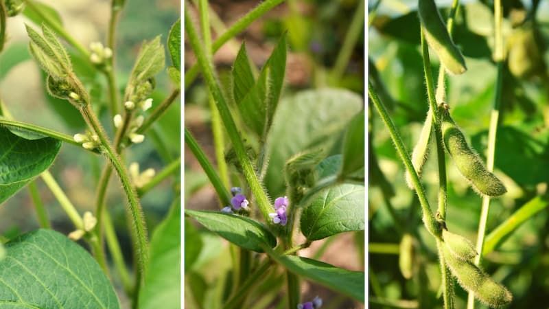 Advancing crop growth models using genotype-specific parameters