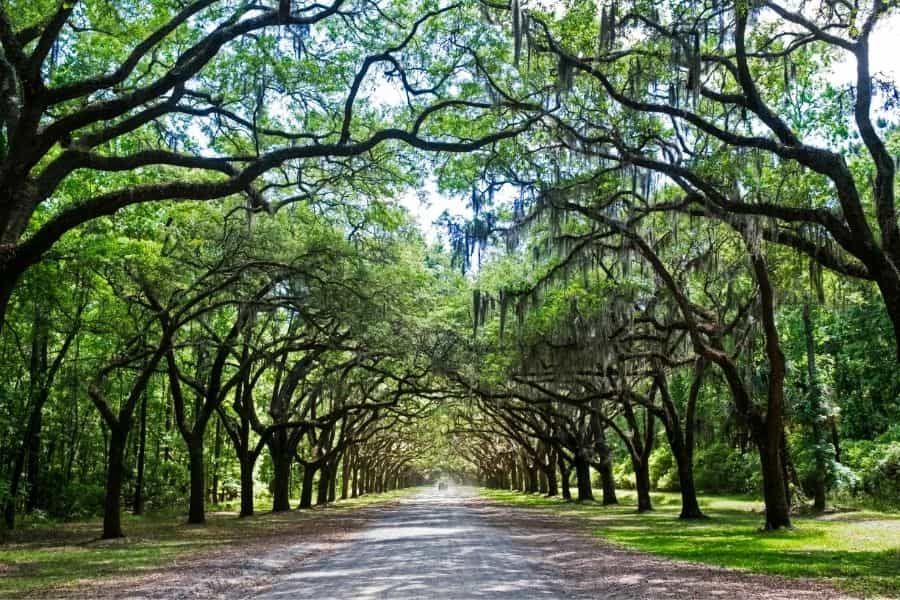 Urban environments and climate change: how do we choose resilient urban trees for the future?