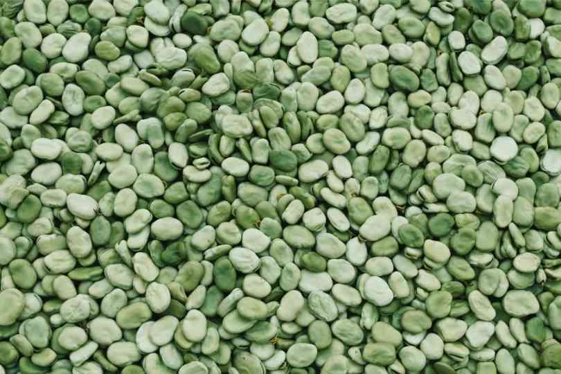 VfODB, a comprehensive database for faba bean improvement