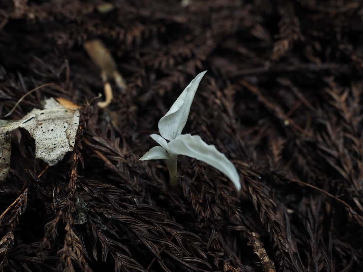 Hungry for fungi: green mycoheterotrophic plants are far more common than previously thought