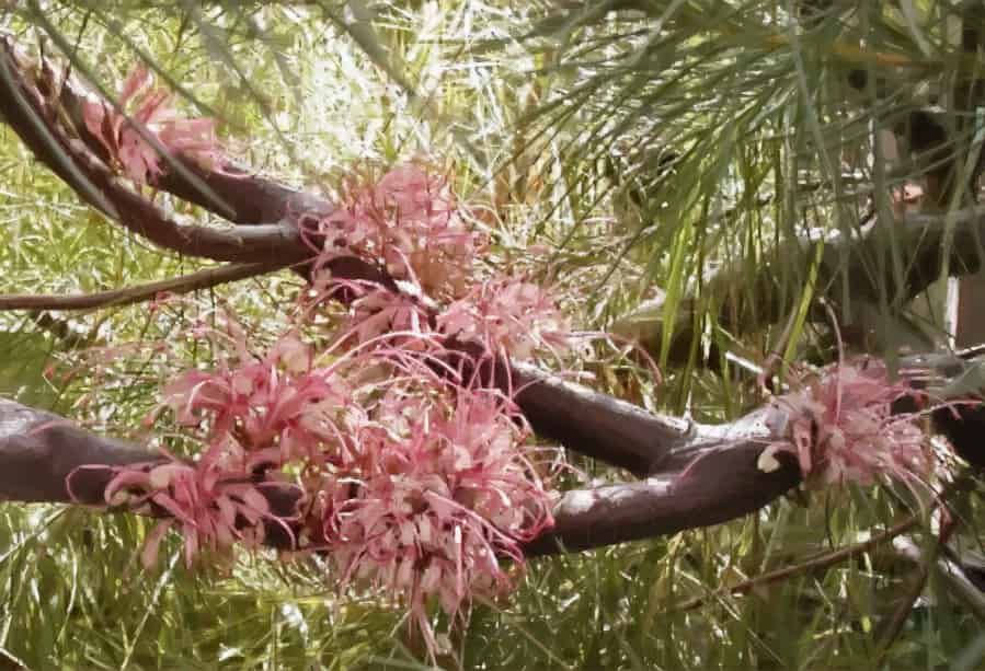Hakea drought resistance determined by climate factors rather than functional traits