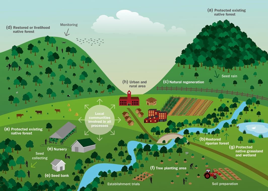 Reforestation diagram