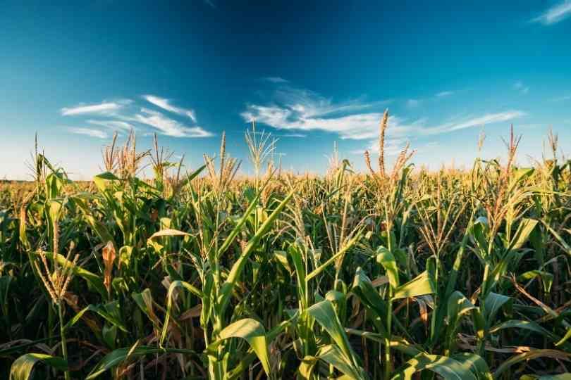 Understanding the timing sequence of maize leaf development