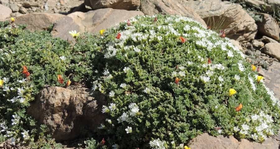 Las plantas de cojín nodriza muestran una adaptación de rasgos independiente a diferentes hábitats