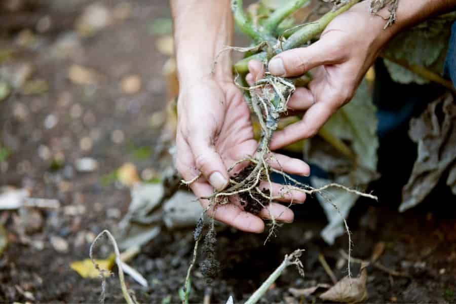 Distribución de taninos condensados ​​en raíces finas ligada al tipo de micorriza