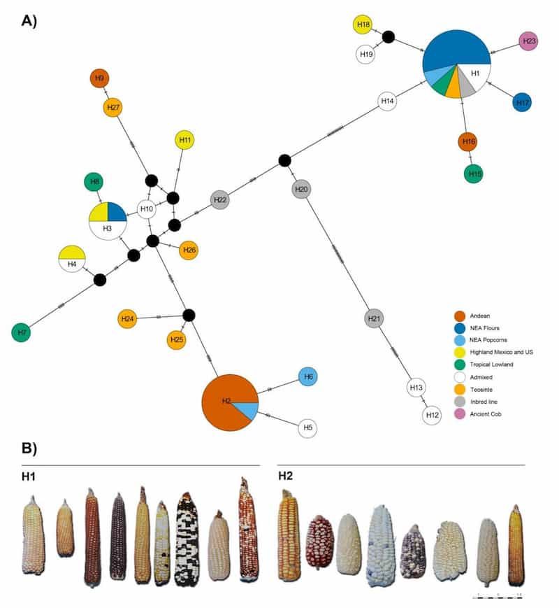 Los genomas del cloroplasto del maíz insinúan altos niveles de diversidad genética dentro de las razas locales