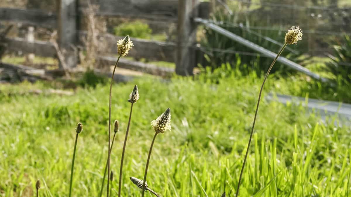 Die Landwirtschaft verändert die Dynamik von Pflanzenkrankheiten in nahe gelegenen Wildpflanzen