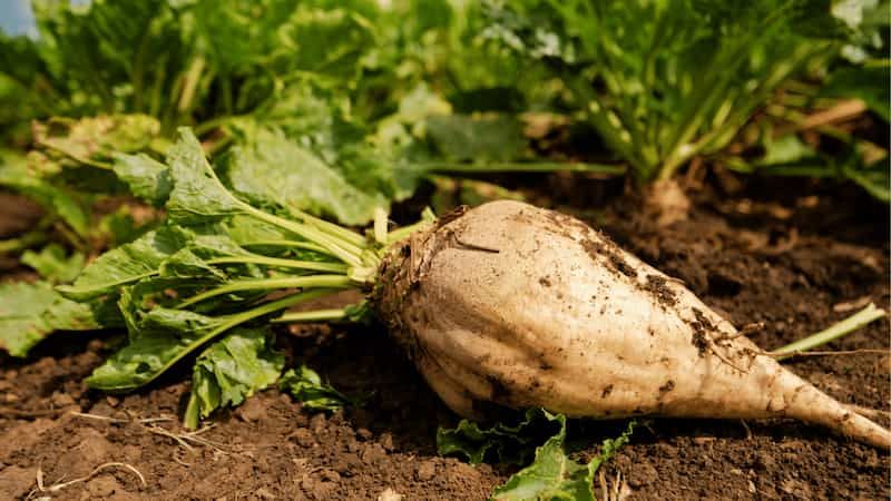 Rüben schlagen versteckte Viren in ihrem Genom