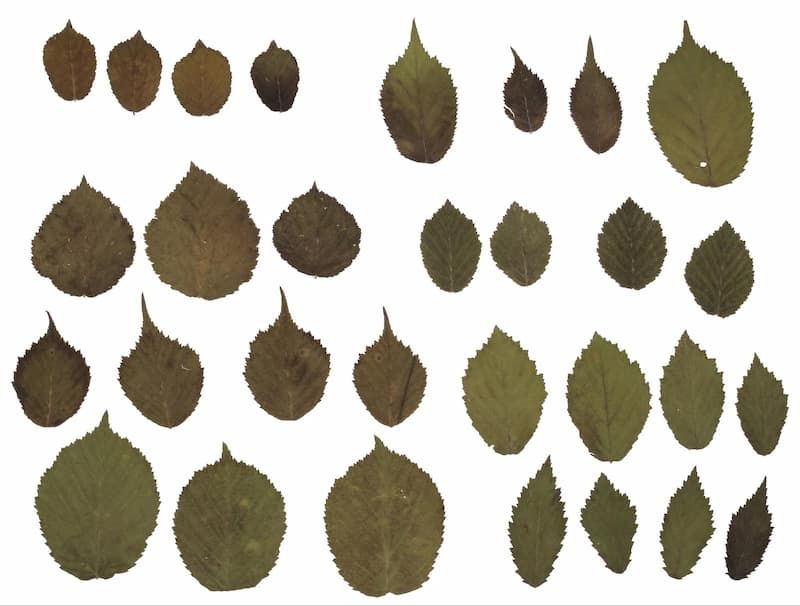 Umfassen der Variabilität innerhalb einer einzelnen Pflanzenart: Wie und warum wir sie untersuchen müssen