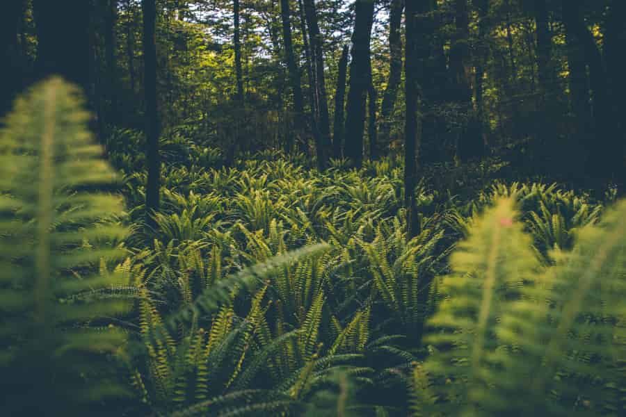 Los receptores de luz azul adicionales ayudaron a los helechos a prosperar en los primeros bosques de angiospermas