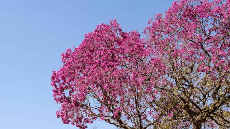Was verursacht das Versagen des Fruchtansatzes bei rosafarbenen Trompetenbäumen? Schauen Sie sich Stempel an, um mehr zu erfahren