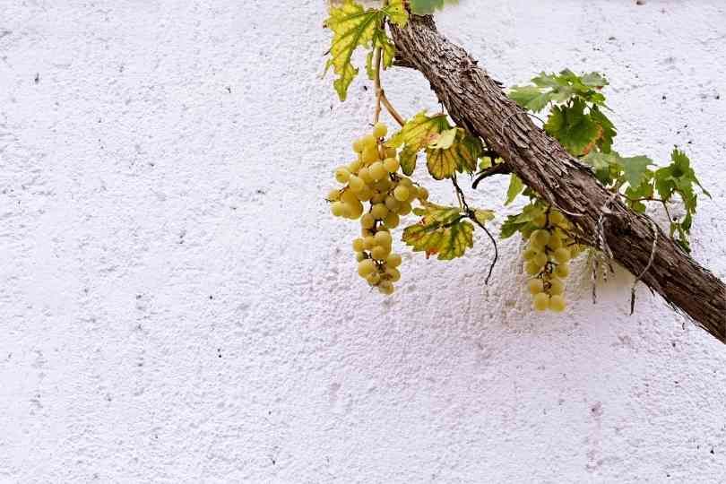 Understanding the links between xylem anatomy and grapevine fruit quality