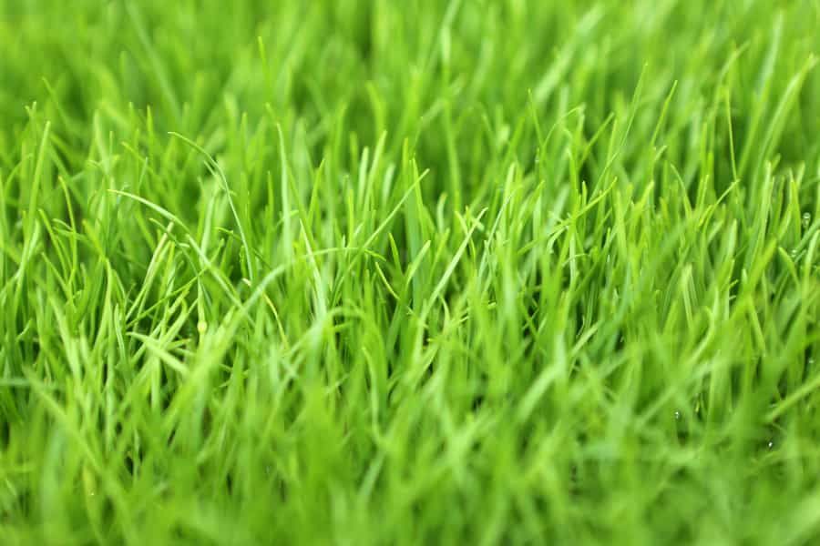 Keeping plants off-balance in one location can give a species greater stability