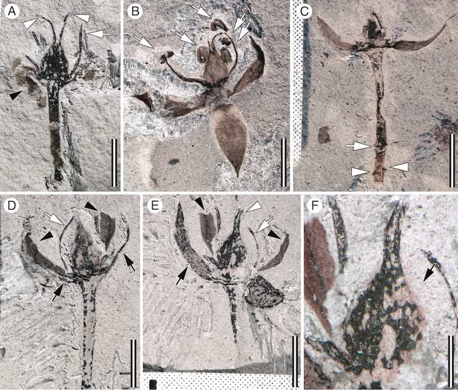 Newly discovered fossils illuminate a family’s 64 million year development