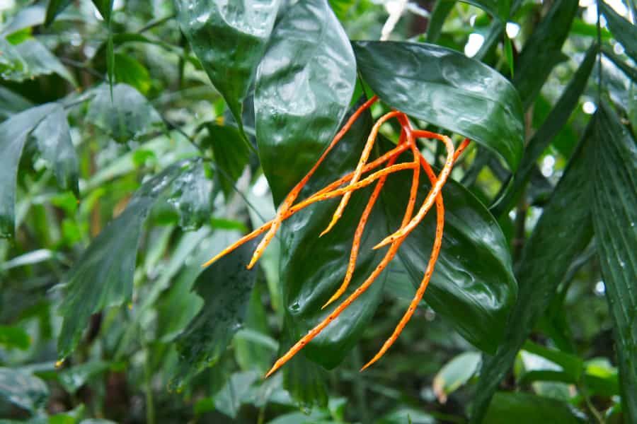 Botanists find the molecular difference between edible pacaya and the wild palms