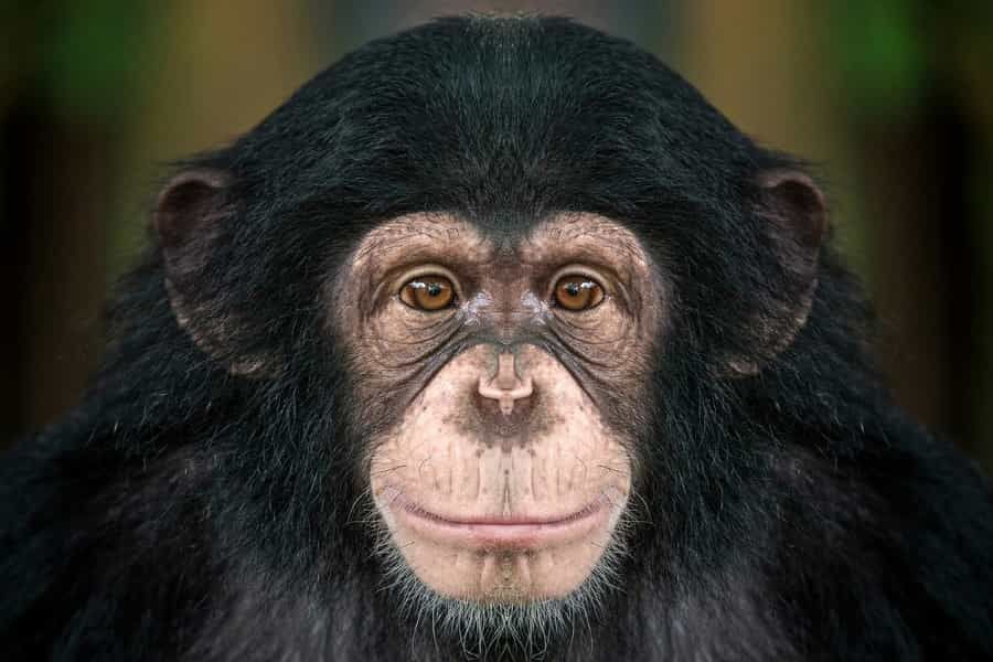 Studying plant remains at the entrance and the exit of a chimpanzee