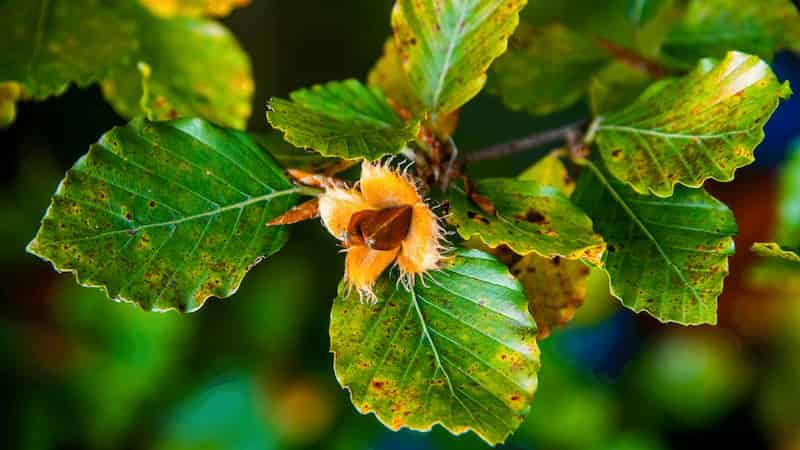 La réponse à la sécheresse des hêtres européens n'est pas simple