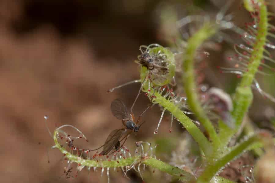Carnivorous plants have evolved to hunt in packs