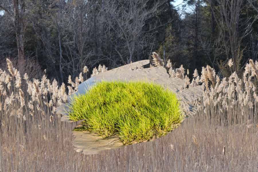 Rising sea levels influence a battle to beat the shade in plants