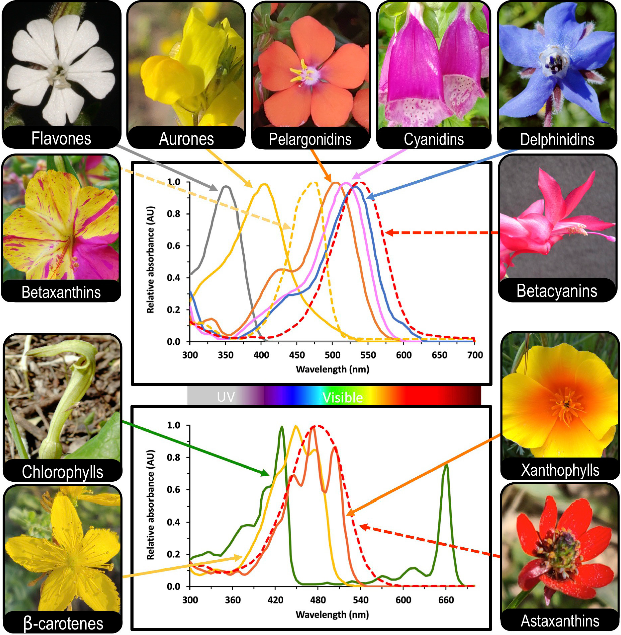 Les merveilles du mélange et de l'association des pigments et des fleurs colorées