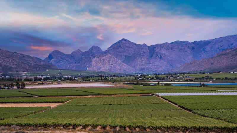 Raisins, attention aux barricades (des parois cellulaires) contre la moisissure grise !