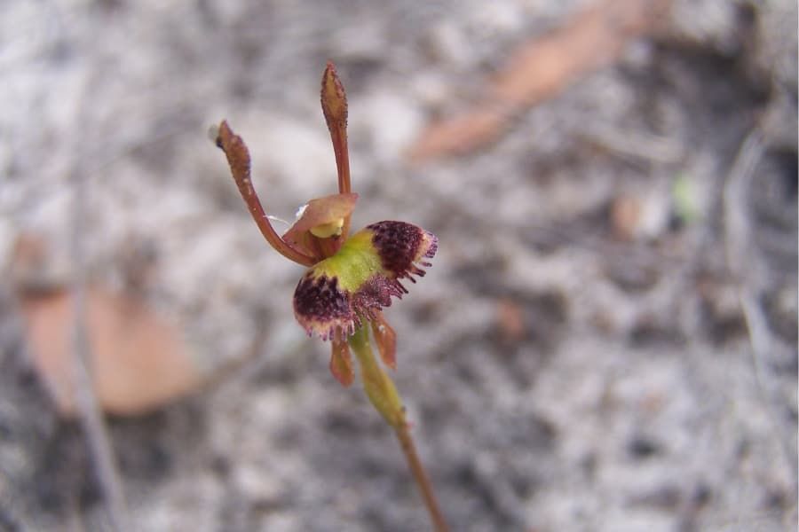 Global warming will limit opportunities for a sexually-deceptive orchid