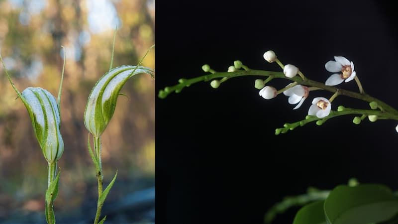 Pas besoin d'orchidées : les champignons mycorhiziens ne dépendent pas de leurs hôtes en Australie