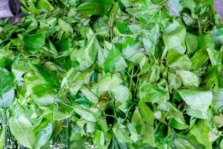 Does investigating the seed coat in Gnetum gnemon reveal how fruiting plants evolved?