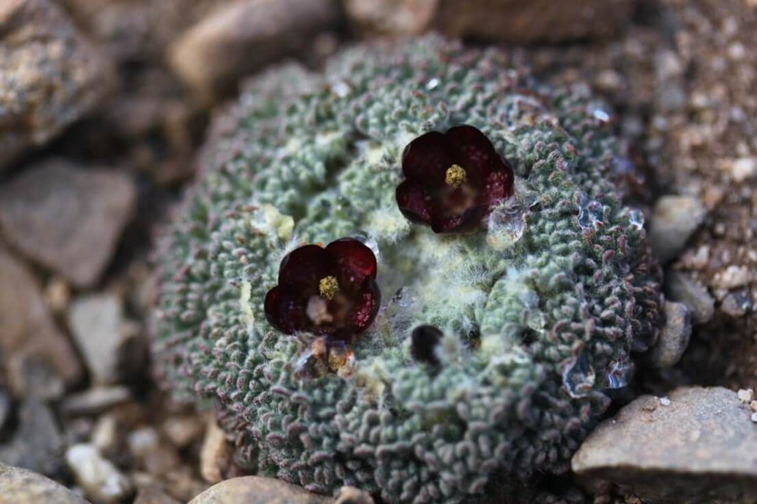La mitad de todas las plantas nunca han sido fotografiadas en la naturaleza.