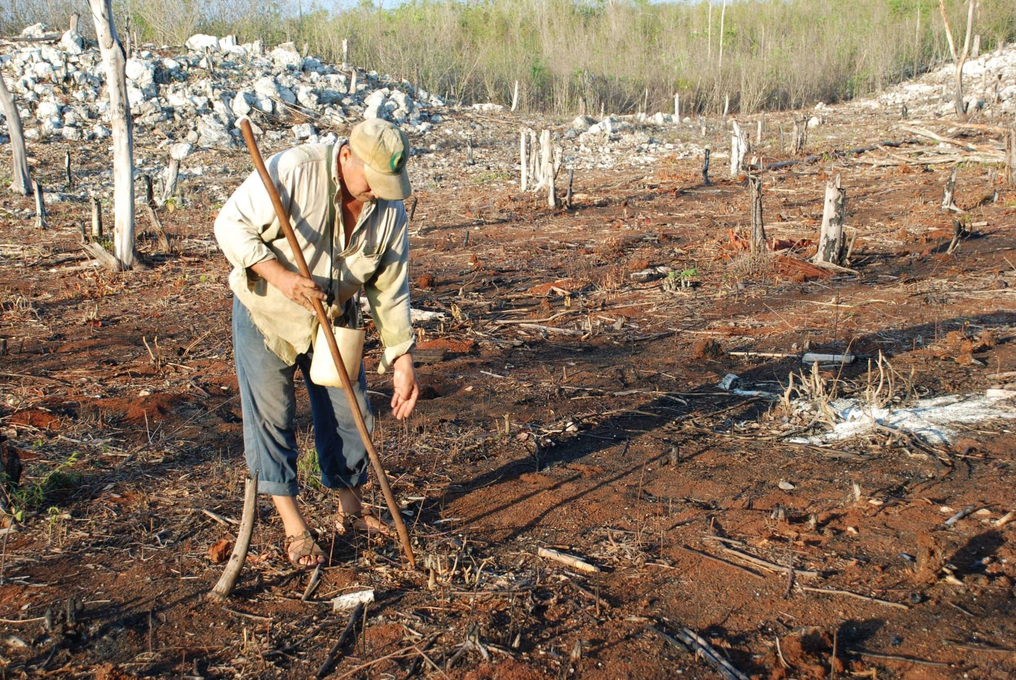 La diversité et la capacité du maïs à s'adapter au changement climatique sont entre les mains des agriculteurs