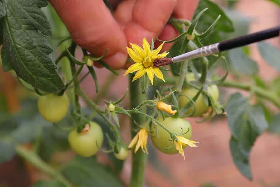 Cuando cuidar a los polinizadores es literalmente materia de cuidado personal