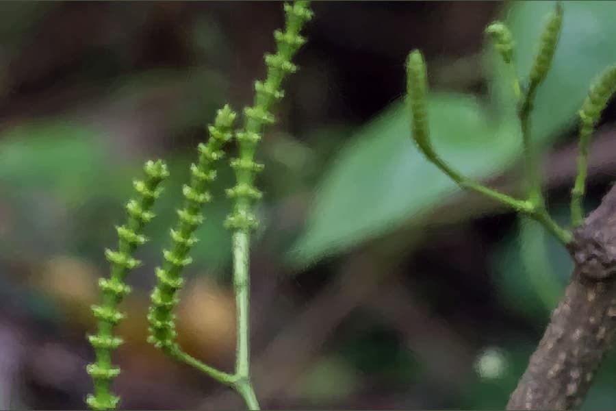 Honey bees are bad news for some plants in search of pollination