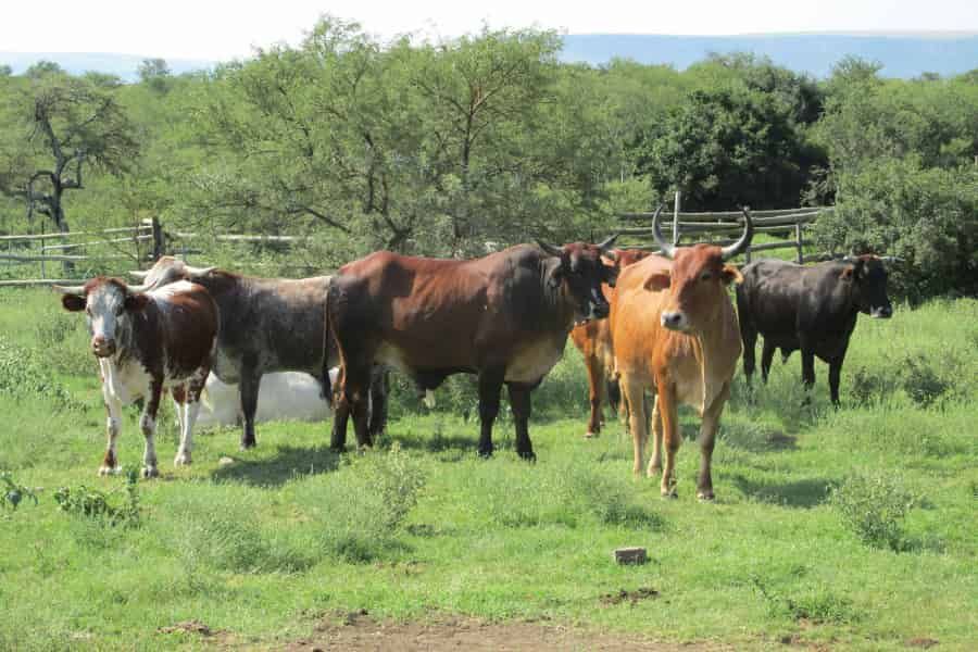 Allele mining could help improve forage grasses