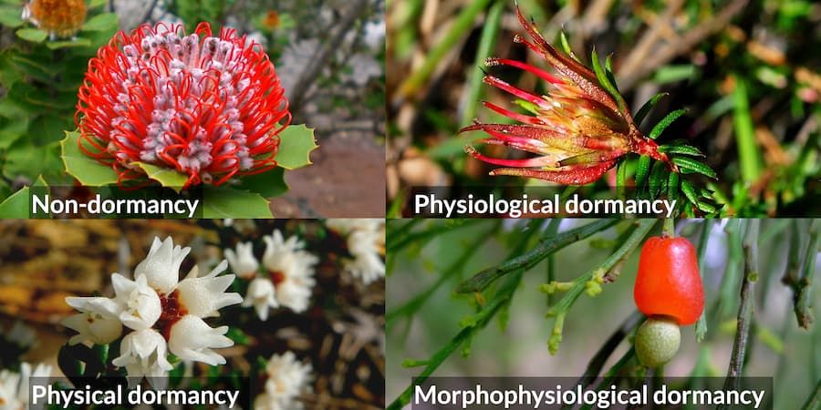 La plupart des arbustes australiens ont des "graines somnolentes" et les types de dormance des graines peuvent être déterminés par la saisonnalité des précipitations