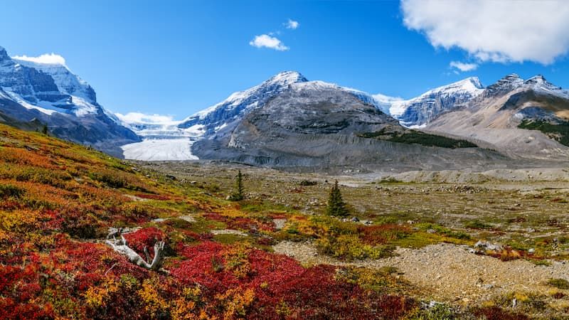 Are species hiding in the Arctic?