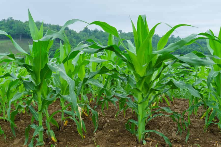 Las raíces seminales del maíz ayudan a atrapar nutrientes