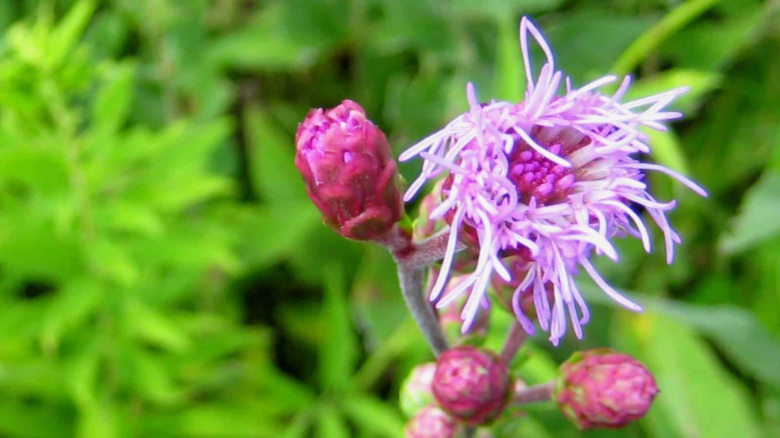 Botanists find that some herbaceous use fire as a signal to prepare for boosted flowering in the following year