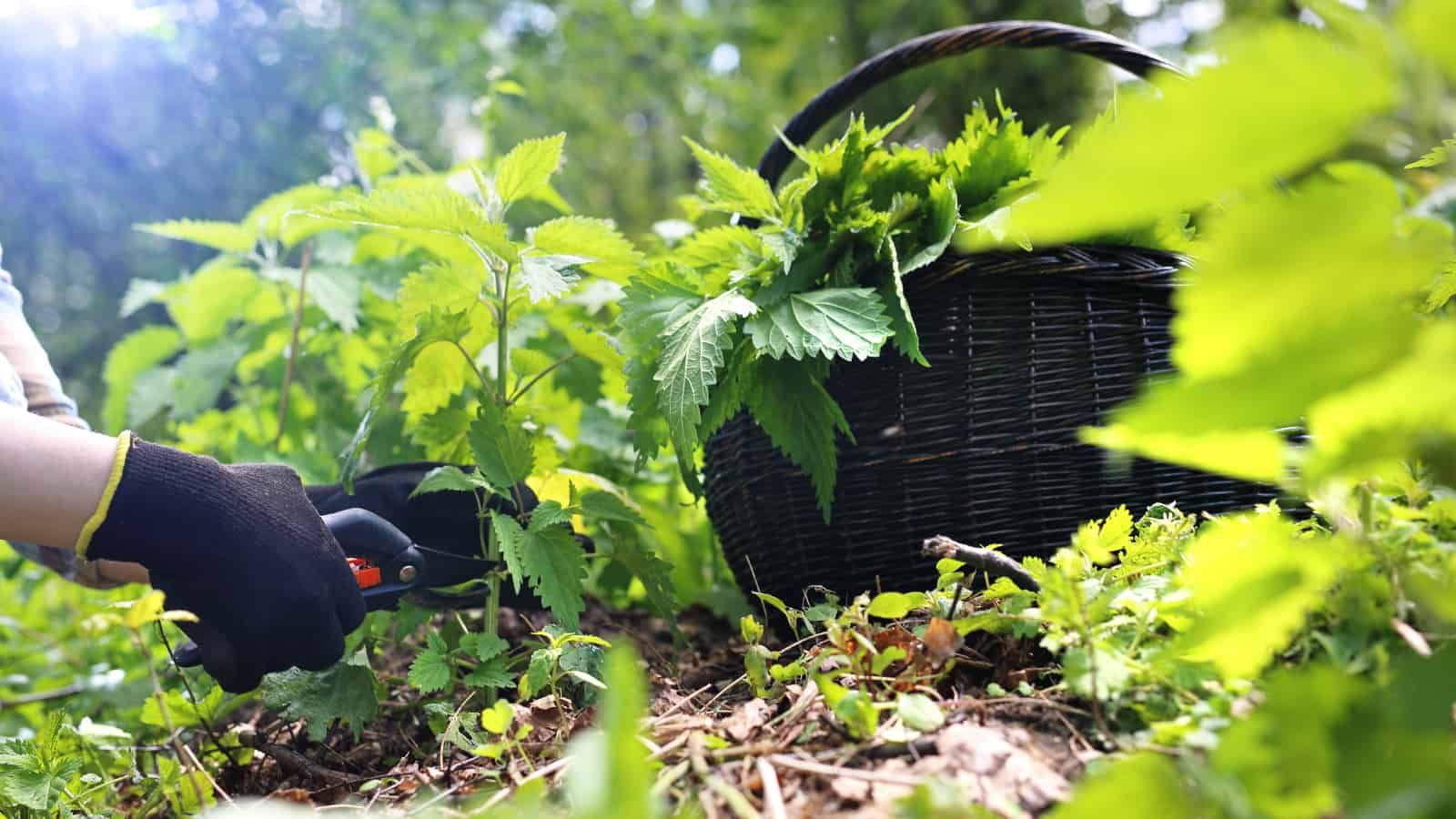 Increasing the copies of genes increases the ecological niche that nettles can thrive in