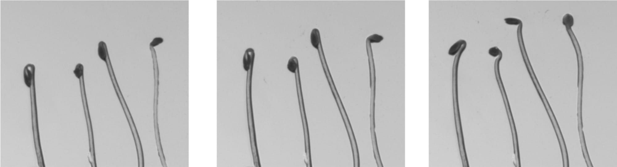 Computer Vision zur Phänotypisierung der Photomorphogenese